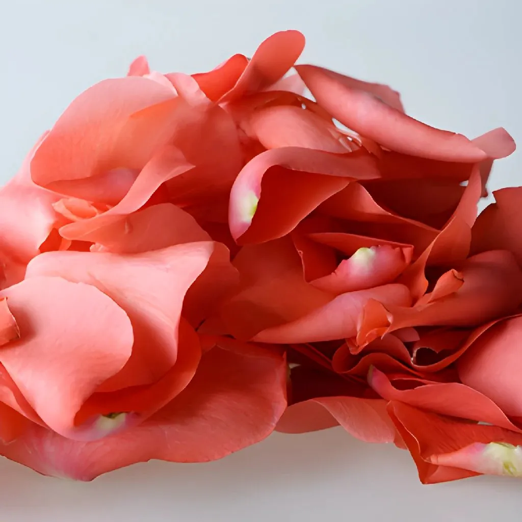 Coral Rose Petals
